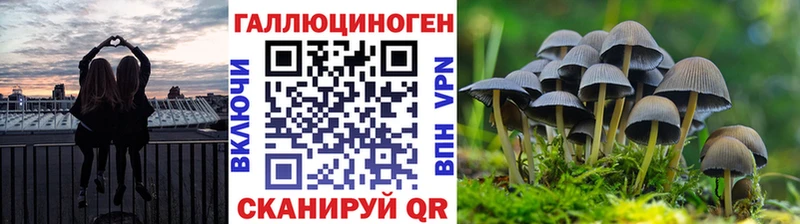 Галлюциногенные грибы Psilocybe Магас